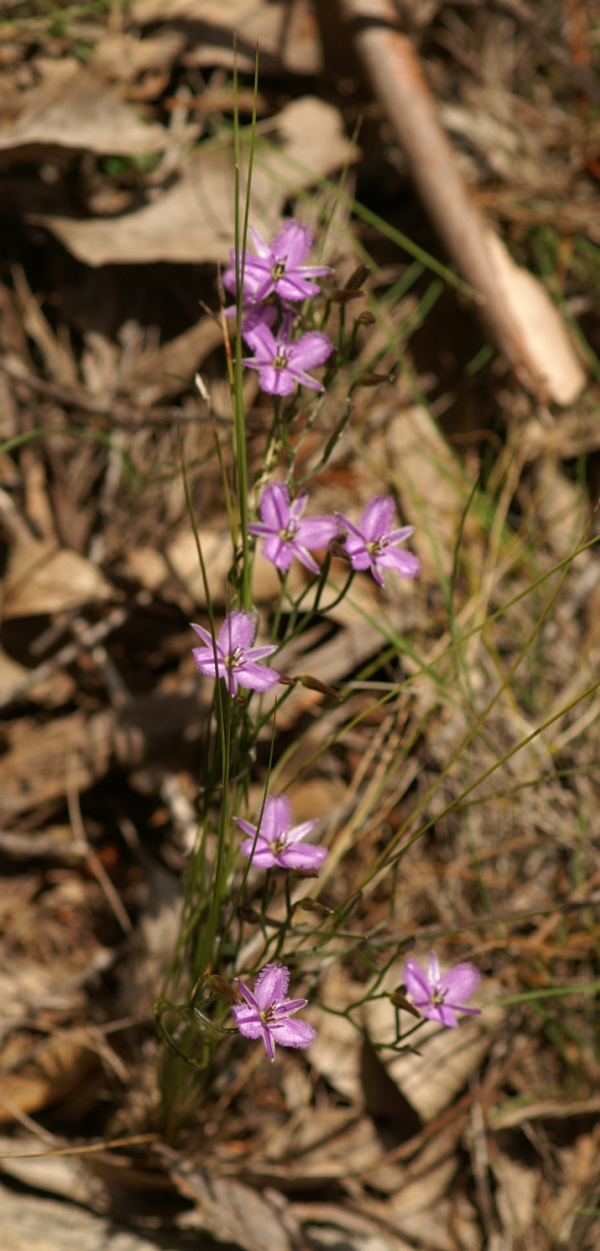 Thysanotus patersonii